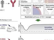 #cell #VIH1 #anticorpsneutralisant Restriction l’échappement VIH-1 Anticorps Neutralisant Puissant Large Spectre