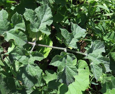 Berce spondyle (Heracleum sphondylium)