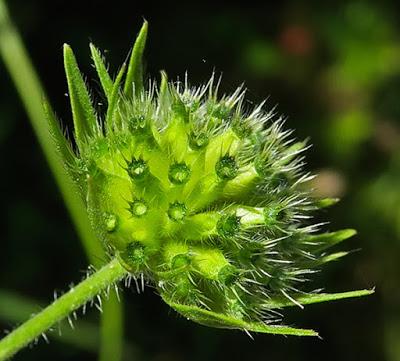 Knautie des bois (Knautia maxima)