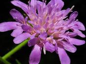 Knautie bois (Knautia maxima)