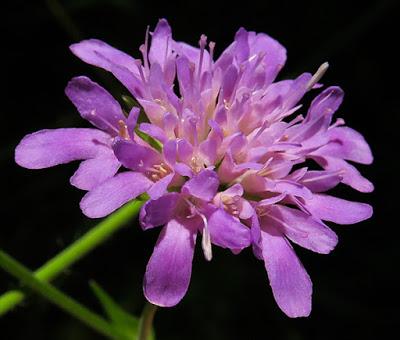 Knautie des bois (Knautia maxima)
