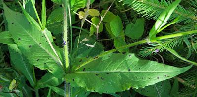 Knautie des bois (Knautia maxima)