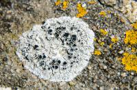 (Echos) Florence Trocmé, Lichens, lichens