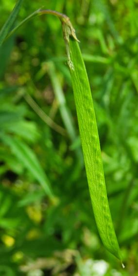 Gesse de Nissole (Lathyrus nissolia)