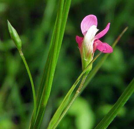 Gesse de Nissole (Lathyrus nissolia)
