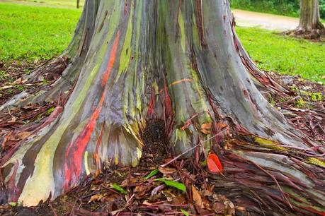 Ces arbres se transforment en arc-en-ciel lorsque leurs écorces tombent