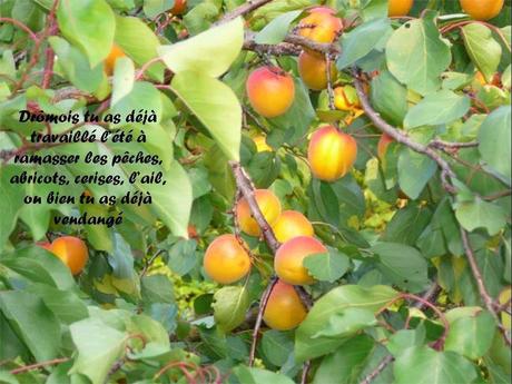 La France - La Drôme passionnément - 2