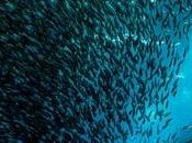 bandeaux citations publiés libellules.ch février 2020