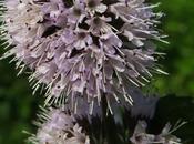 Menthe aquatique (Mentha aquatica)