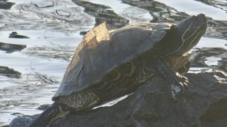 Kaï kaï l'écaille