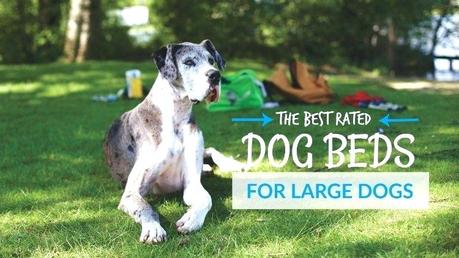 top rated dog beds best pet beds for medium dogs