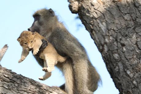 Une scène du « Roi Lion » apparaît dans un parc d’Afrique du Sud