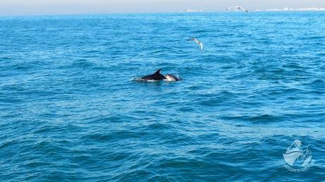 Voir les dauphins en Méditerranée?