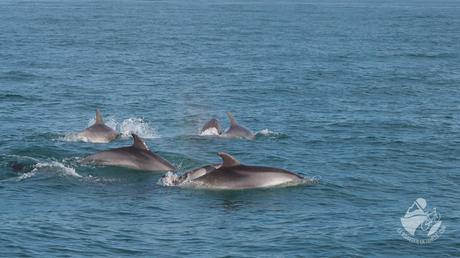 Voir les dauphins en Méditerranée?