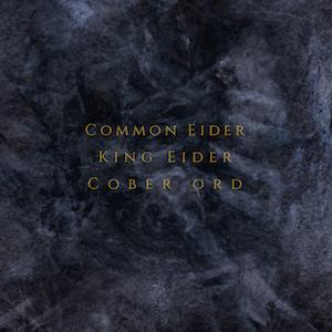 COMMON EIDER, KING EIDER & COBER ORD