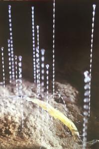 Galerie du Crous Paris » Phalènes » Suni Prisco 20 Février au 29 Février 2020 Galerie du Crous Paris » Phalènes » Suni Prisco 20 Février au 29 Février 2020