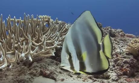 Un magnifique documentaire sous-marin : le jardin de Dakuwaka