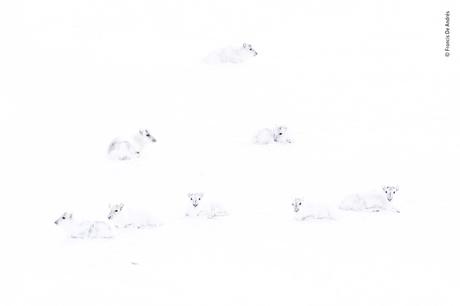 Wildlife Photographer: la photo gagnante de l’année est… Wildlife Photographer: la photo gagnante de l’année est…