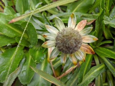 Fleurs et fruits de l'Equateur (1) Blumen und Früchten in Ecuador gesehen