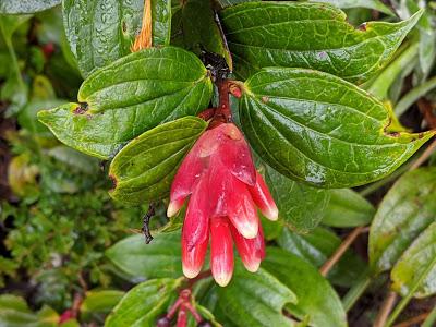 Fleurs et fruits de l'Equateur (1) Blumen und Früchten in Ecuador gesehen