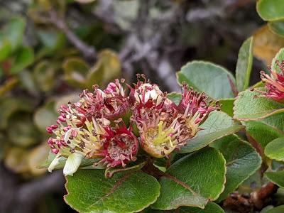Fleurs et fruits de l'Equateur (1) Blumen und Früchten in Ecuador gesehen