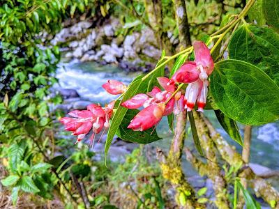 Fleurs et fruits de l'Equateur (1) Blumen und Früchten in Ecuador gesehen