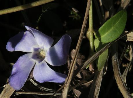 Pervenche mineure (Vinca minor) Pervenche mineure (Vinca minor)