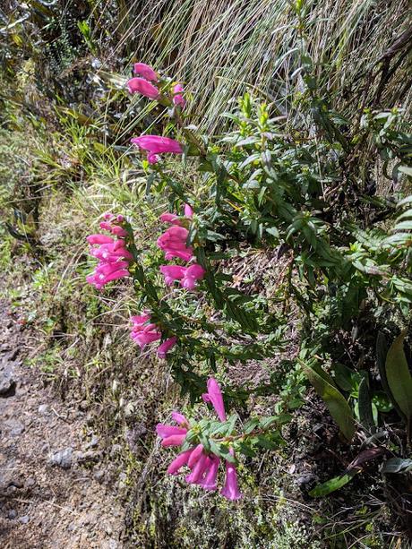 Fleurs et fruits de l'Equateur (2) Blumen und Früchten in Ecuador gesehen