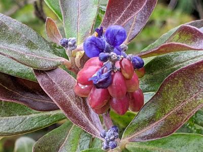 Fleurs et fruits de l'Equateur (2) Blumen und Früchten in Ecuador gesehen