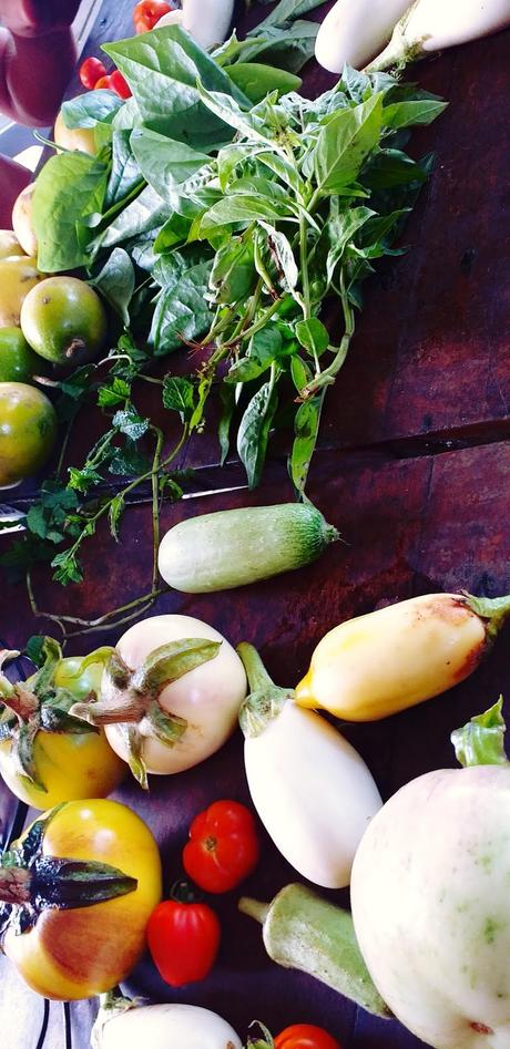 Les légumes biologiques et savoureux de Wim - Busua Les légumes biologiques et savoureux de Wim - Busua