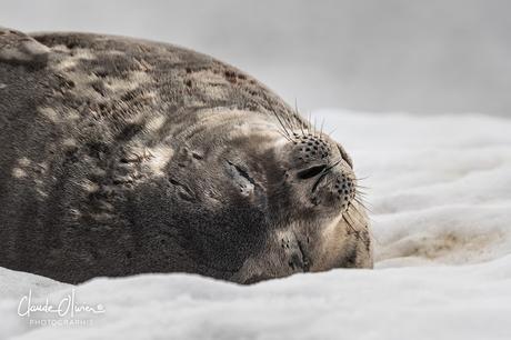 L'aventure merveilleuse en Antarctique ! Partie 4: Arrivée en Antarctique et les Shetlands du Sud !