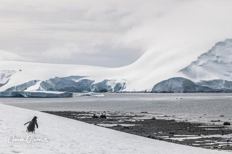 L'aventure merveilleuse en Antarctique ! Partie 4: Arrivée en Antarctique et les Shetlands du Sud !