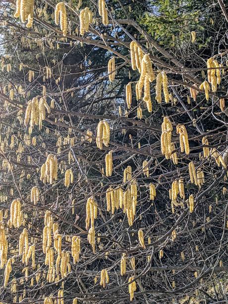 Mittenwald - Frühlingsgefühl entlang der Leutasch (bzw. Isar) - 20 Pics