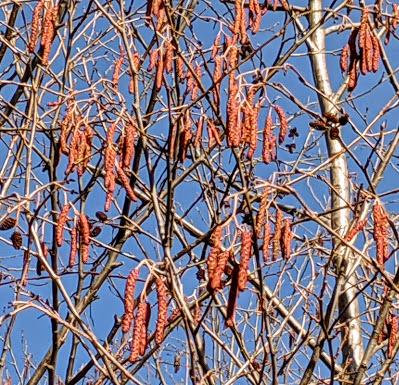 Mittenwald - Frühlingsgefühl entlang der Leutasch (bzw. Isar) - 20 Pics