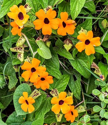 Ecuadorflora (3) - La flore en Équateur - 30 pics