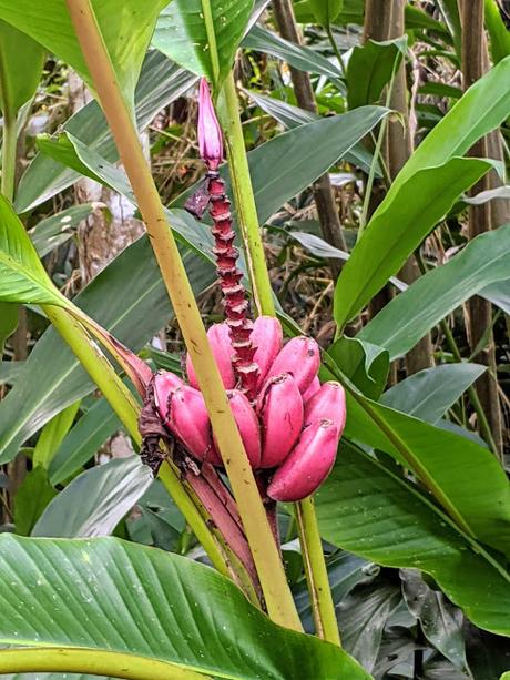 Ecuadorflora (3) - La flore en Équateur - 30 pics