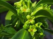 Laurier bois (Daphne laureola)