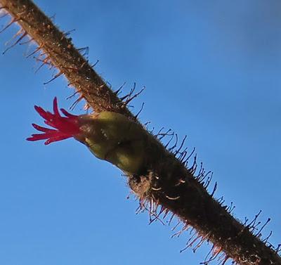 Noisetier (Corylus avellana)