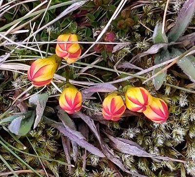 Ecuador Flora (4) - La flore en Equateur - ca. 30 Pics