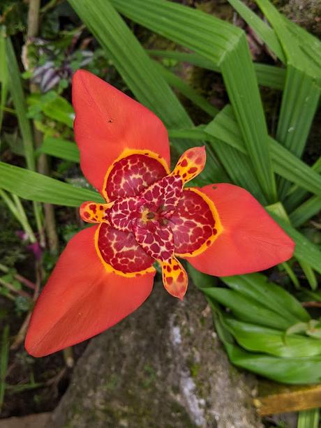 Ecuador Flora (4) - La flore en Equateur - ca. 30 Pics