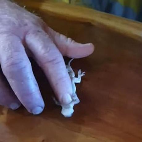 La dalle a effectué des mini compressions thoraciques sur le minuscule reptile. Image: The Today Show