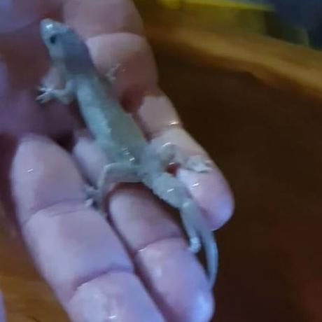 Slab a été salué comme un héros. Image: The Today Show