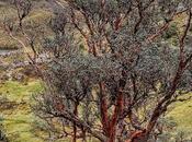 Flora ecuadoriana flore l'Équateur (Ca. Pics)