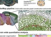 #Cell #cartographie #réseauvasculairecérébral Cartographie l’Organisation Fine Plasticité Système Vasculaire Cérébral