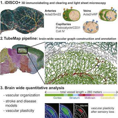 #Cell #cartographie #réseauvasculairecérébral Cartographie de l’Organisation Fine et de la Plasticité du Système Vasculaire Cérébral