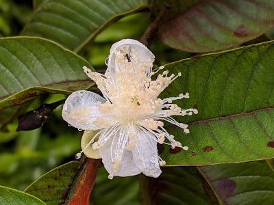 Ecuador Flora (6 / Ende) - Flore de l'Équateur