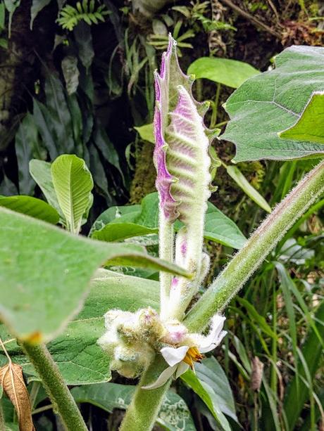 Ecuador Flora (6 / Ende) - Flore de l'Équateur