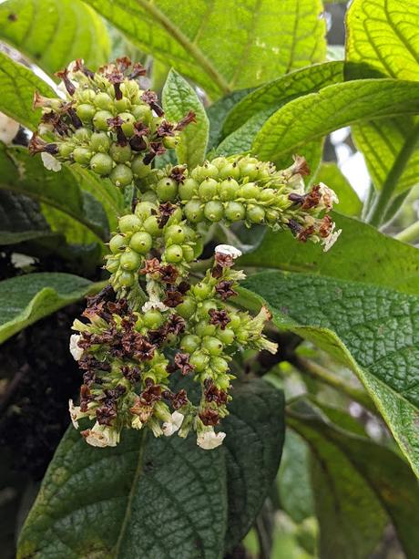 Ecuador Flora (6 / Ende) - Flore de l'Équateur