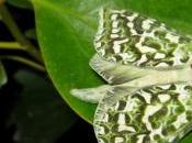 Apirana Taylor terre au-delà fleuve temps