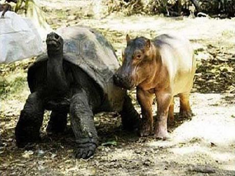 Divers - Beau comme tout - 2